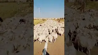 angora goat's