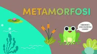 Anfibi - video animato didattico AMPA