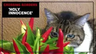 CROSSING BORDERS  -  HOLY INNOCENCE
