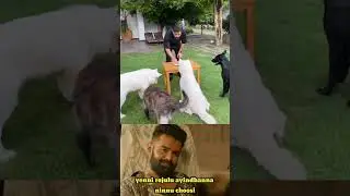 Dhoni birthday celebrations #msdhoni celebrating birthday with his dogs   #trending #all #shortsfeed