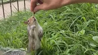 Squirrel&rsquo;s Nut Adventure: Leaping & Climbing on My Shoulder for Treats