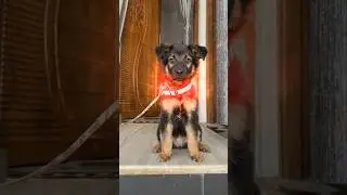Dogesh Bhi transform into flash #dogeshbhai #veo3 #dogeshorts