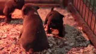 4x Miagi Puppies Mini Exotic Bullies  $8K-$25K www.jbbullies.com