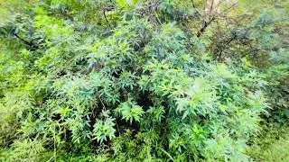 Ajk AZAD KASHMIR Vlogging 29 September k lia tamber ka danda tyar ho raha hai full mole hosi 😱