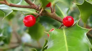 Le Houx (Ilex aquifolium)