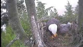 Bald Eagle - Parent and Eaglet