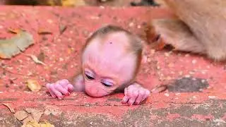 Old Mama Monkey Ensures Baby&rsquo;s Safety While He Learns to Walk 🐒 Heartwarming Care.