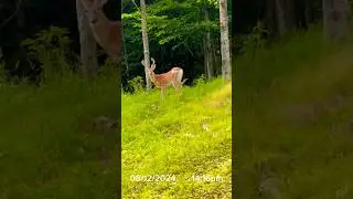 Target Buck hits Field in Day Light. 1st time this Summer🦌 #DeerHunting #Hunting #trailcamera