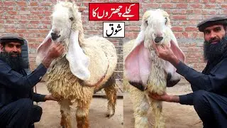 Beautiful Kajla Breeders Of Zafar Bhai - Kajlay Chatray Lahore 2024