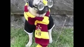 Harry Potter - Harry Pugger