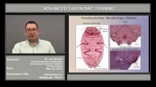 Introduction to Mealybugs Part 2