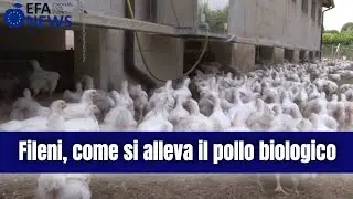 Fileni, come si alleva il pollo biologico
