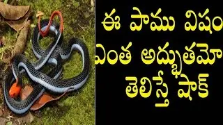 Blue Coral Snake Poison |Excruciating Pain In Humans|ఈ పాము విషం.. ఓ అద్భుతం|Friday Poster