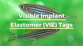 Visible Implant Elastomer (VIE) Tags