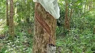 Menderes karet pasca lebaran