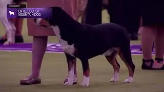 Entlebucher Mountain Dogs | Breed Judging 2026