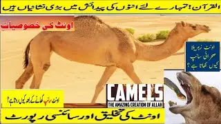 Amazing Facts About Camel Interesting Facts Why Camel Eat Snake? Faheem Discovery.world discovery.