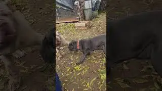 Neapolitan mastiff