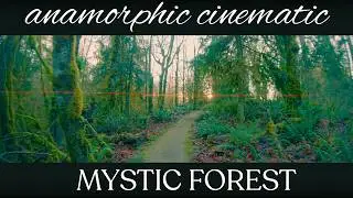 Mystic Moss Forest Walk in 4K UHD | Cinematic Anamorphic Virtual Tour &ndash; Echo Peak WA