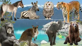 Explore animal sounds: Horse, Zebra, Owl, Tiger, Kangaroo, Monkey, Elephant, Bear