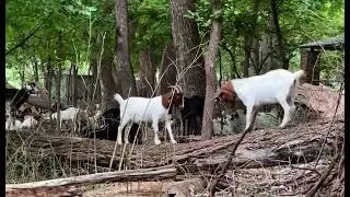 2024 GITG: Goats on a log pretend to head-butt