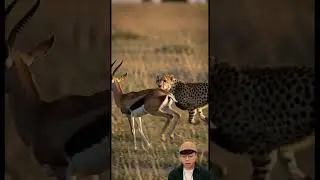 Reaction: The Thomson&rsquo;s gazelle knocked the cheetah to the ground in epic chase #wildlife #nature