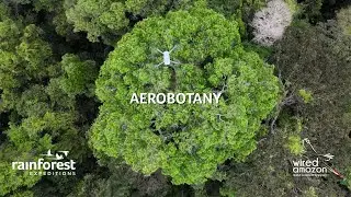 Exploring the Amazon Canopy in Tambopata with Aerobotany