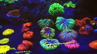CORAL EYE CANDY @ Reef Lounge - Norco, CA