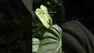 The green giant for years. #rare #philodendron #aroids #garden #collections #variety #plants #shorts