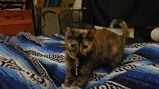 Precious fights the blanket monster 