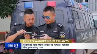 CHINA'S WANDERING ELEPHANTS