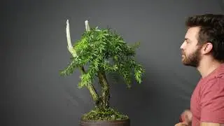 Styling Series: Wiring and Styling my Bottle Brush Bonsai