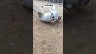 #horizon #horihabba #bull 🥹🥹 #viral_video #trendingshorts #trending #viralvideo #likeforlike #like