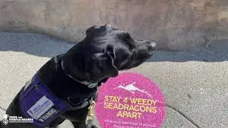 Service Dogs visit the San Diego Aquarium