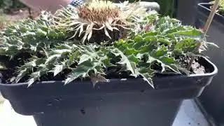 Cortar la Flor Eguzkilore