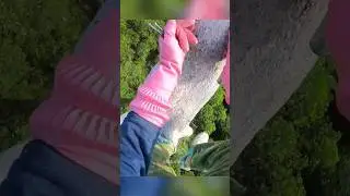 😦 За мёдом диких пчёл без страховки