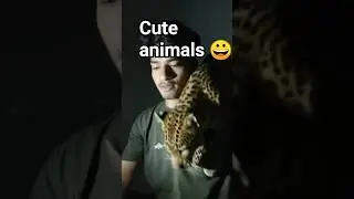 animal lovers tendua #animallovers #shorts #vairalreels