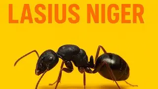 Pr&eacute;sentation fondation lasius niger