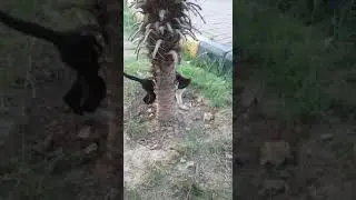 Mii Shanzii so cute! found a kitten