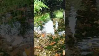 Just by putting my camera into the clear river, a beautiful world appeared🤩💚 #underwater