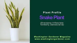 Snake Plant Profile