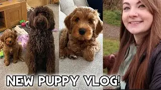 New Puppy Vlog! Australian Labradoodle 🐶