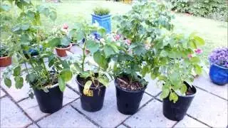 Organic potato growing trial  Seaweed & Leaves Vs Forest bark & Wood chips