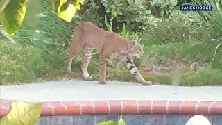 VIDEO: Family captures wild cats in their backyard | ABC7