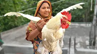 Woman Butcher Chicken Cutting Skills in Village | How to Cut Giant Chicken -Chicken Video BD CHICKEN