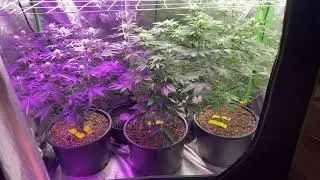 Mars hydro sp150 update