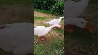 duck lover 🥰#duckling #ducklover
