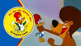 ¡Woody esconde a un león! | El Pájaro Loco