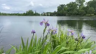 Fort Mill Summer Lake