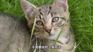 不瞒你说，&ldquo;狸花猫&rdquo;有这些表现，证明它是只好猫